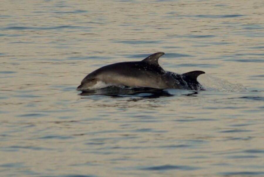 Vrsar: Dolphin Watching Boat Tour including Drinks - The crew’s strengths and what you may miss