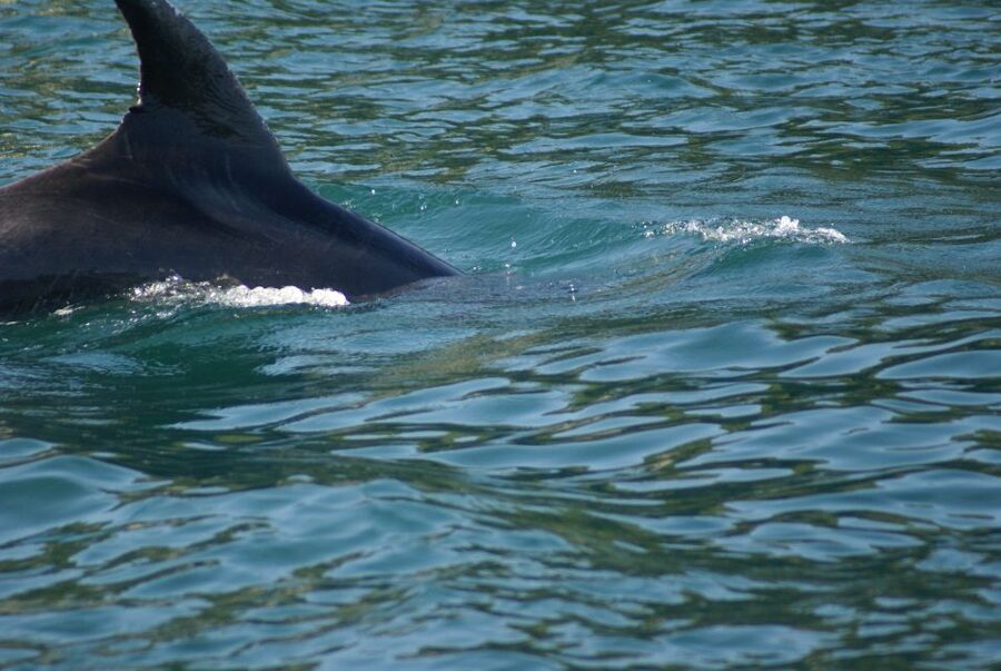 Vrsar: Dolphin Watching Boat Tour including Drinks - Drinks, deck space, and the small details