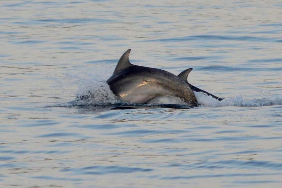 Vrsar: Dolphin Watching Boat Tour including Drinks - Finding the boat and handling the booking