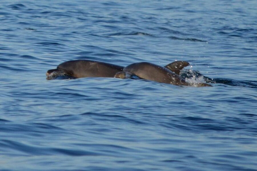 Vrsar: Dolphin Watching Boat Tour including Drinks - Sunset photography and wildlife etiquette