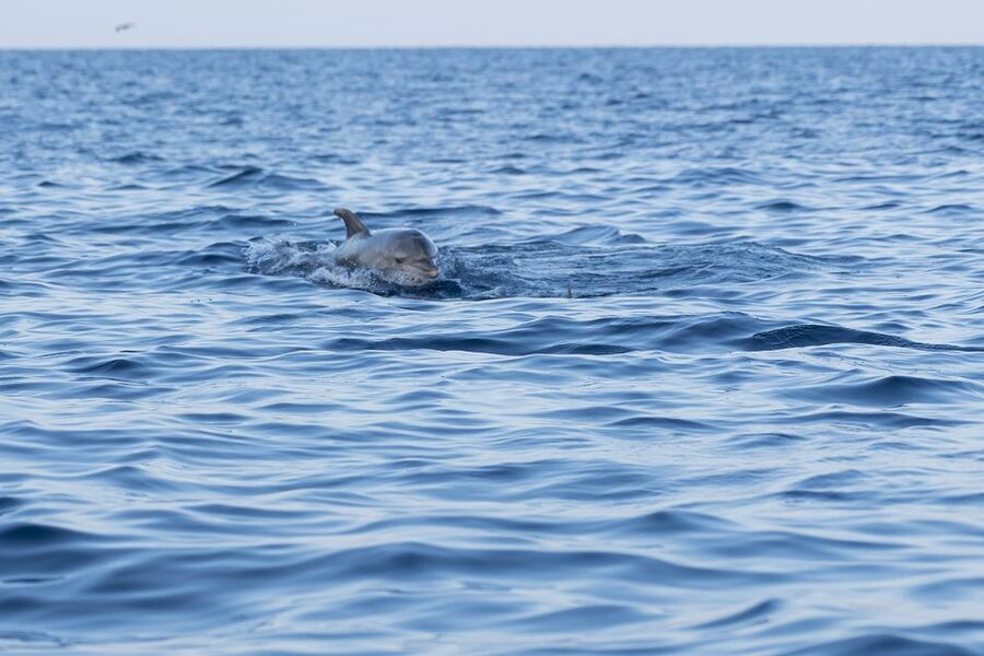 Vrsar: Dolphin-Watching Sunset Adventure with Speedboat - Key points at a glance