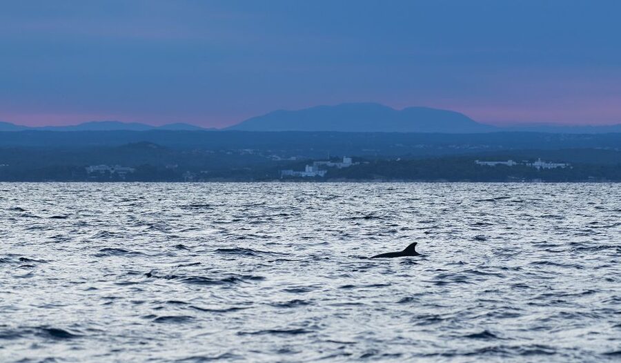 Vrsar: Dolphin-Watching Sunset Adventure with Speedboat - Sunset, sea air, and the speedboat ride