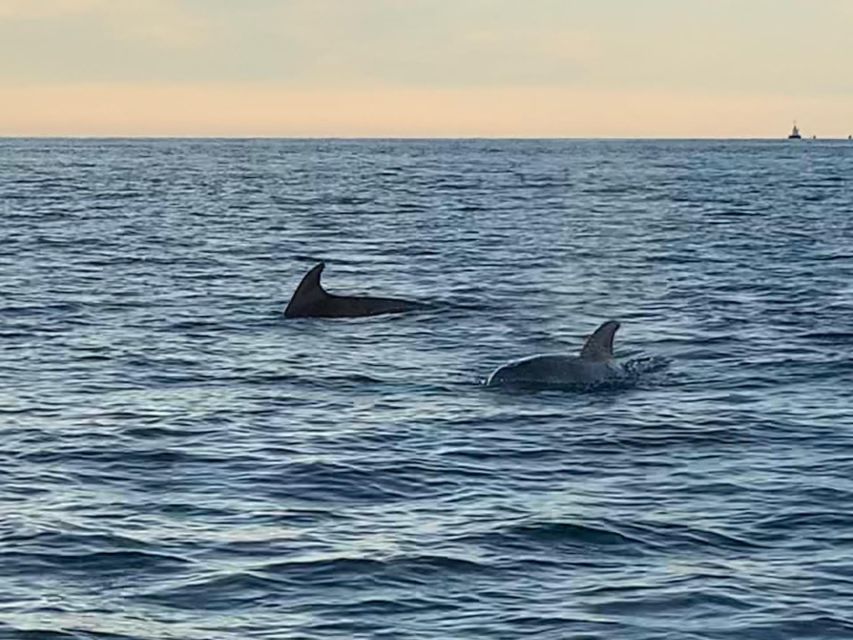 Vrsar: Dolphin-Watching Sunset Adventure with Speedboat - Group size, families, pets, and access