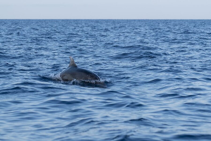 Vrsar: Dolphin-Watching Sunset Adventure with Speedboat - Is the $29 price good value?