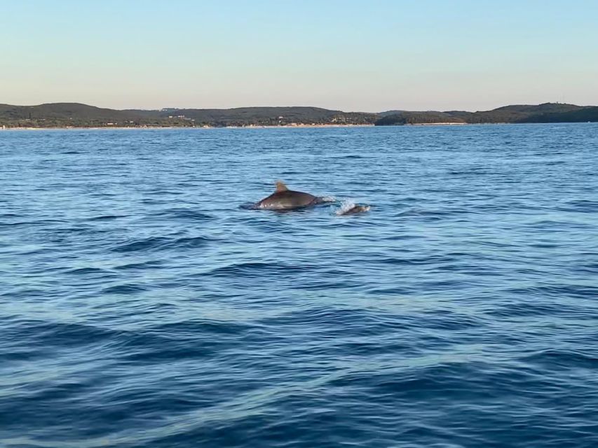 Vrsar: Dolphin-Watching Sunset Adventure with Speedboat - Who will enjoy this Vrsar boat trip most?