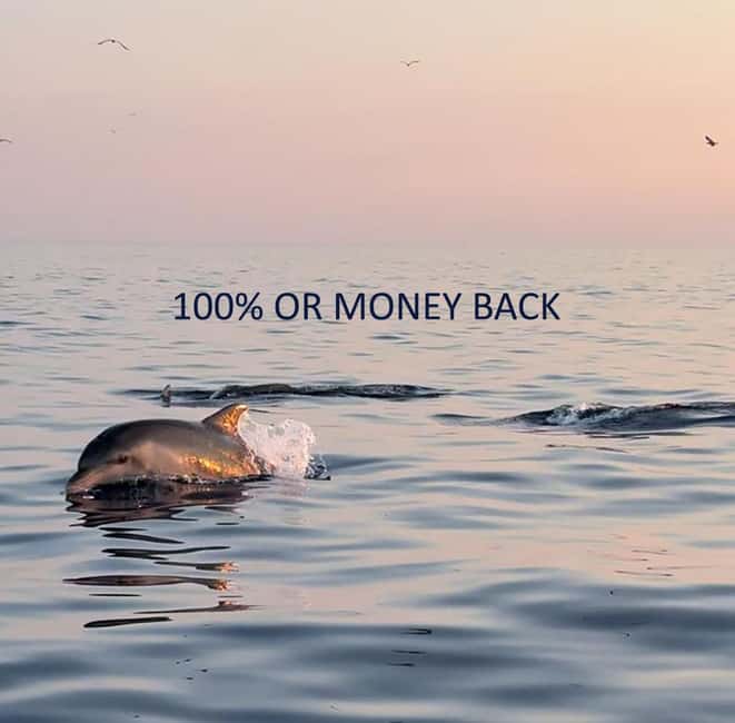 Vrsar: Dolphin-Watching Sunset Adventure with Speedboat - Watching dolphins without turning the sea into a chase