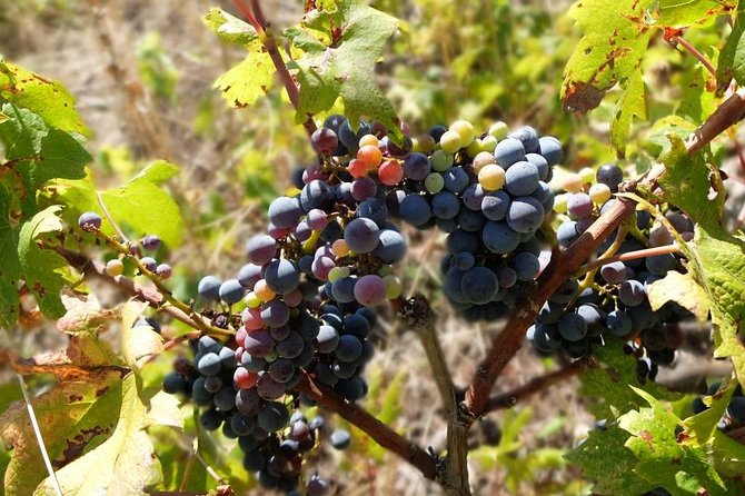 Wine Lover's Tour of Peljesac Peninsula - The guide can make or break the experience