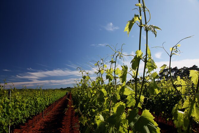 Wine Tasting Experience at the organic winery in Šišan - A modern wine station in rural Šišan