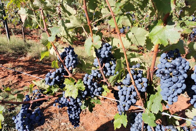 Wine Tasting Experience at the organic winery in Šišan - Who will enjoy Wine Station Trapan?